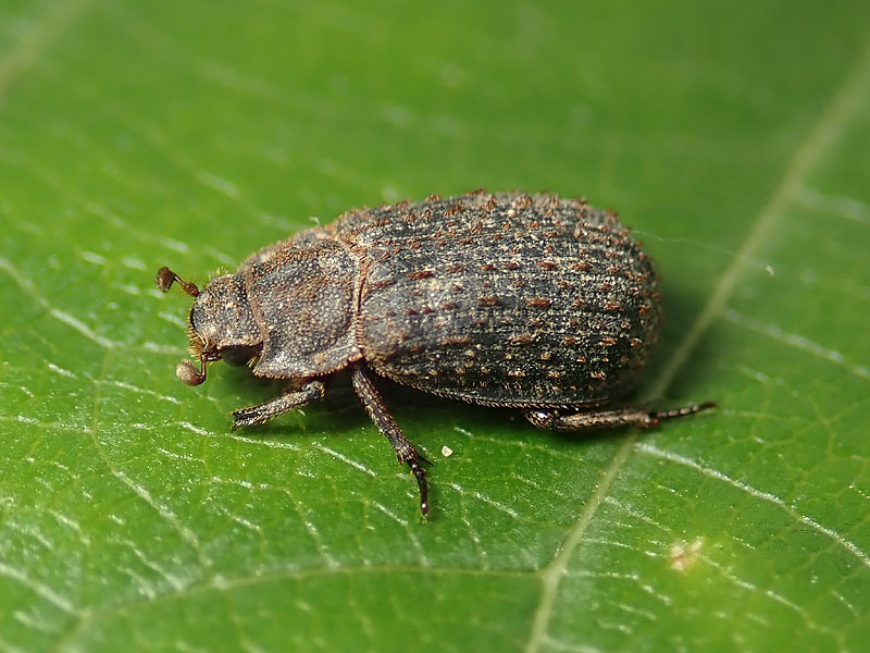 Trogidae: Trox scaber? Sì.